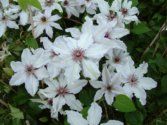 Клематис гибридный Сноу Куин