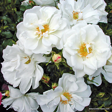 Роза почвопокровная Диамант