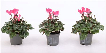 Cyclamen Verano Pink