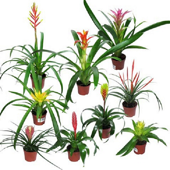 Бромелия Микс