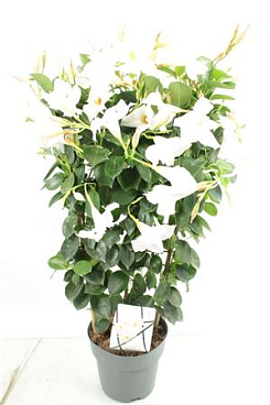 Mandevilla Diamant White On Reck