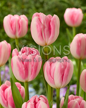 Тюльпан махровый поздний Обсессион