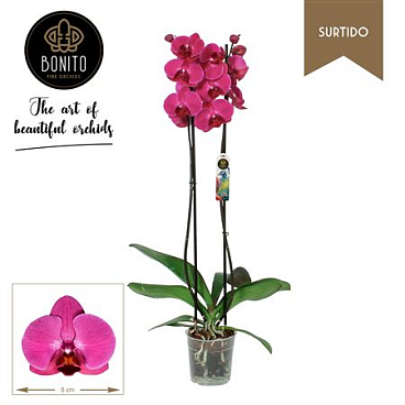 Phal 2st Stellenbosch 16+ (bonito)