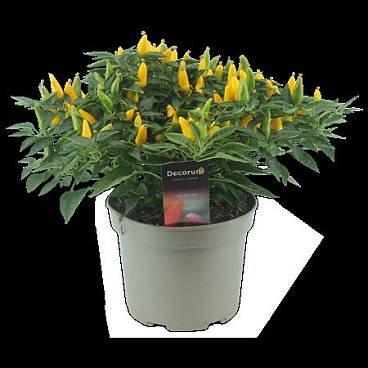 Capscium An Torero Yellow
