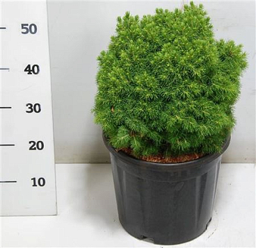 Picea Gl Alberta Globe