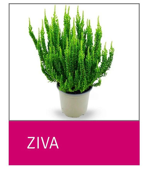 Каллуна обыкновенная Зива