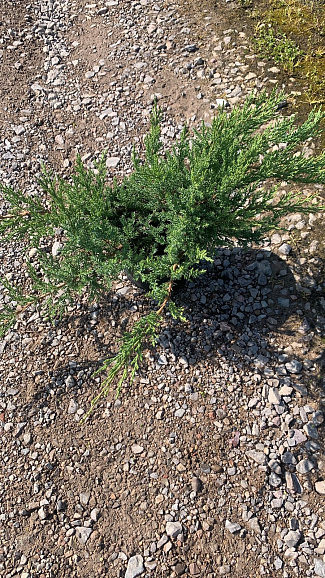 Можжевельник казацкий Рокери Гем