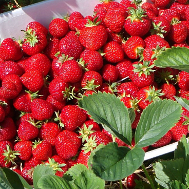 Земляника Королева Елизавета Ii