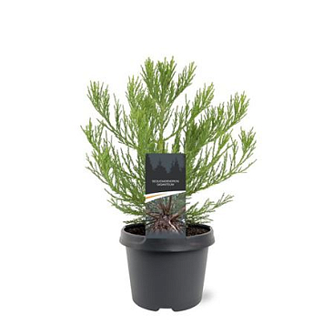 Sequoiadendron Giganteum