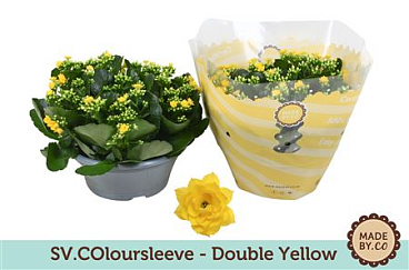 Kal Ros Yellow In Bowl Sv.colour