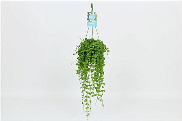 Dischidia Nummularia Hangpot