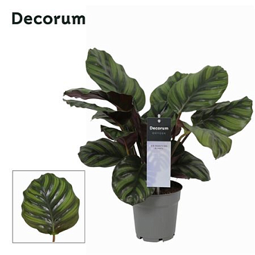 Calathea Fasciata (decorum)