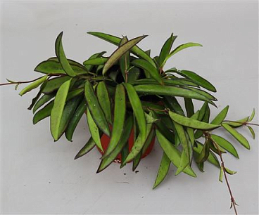Hoya Wayetii