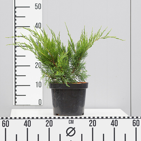 Можжевельник средний Минт Джулеп