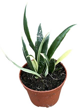 Hoya Tsangii Albomarginata