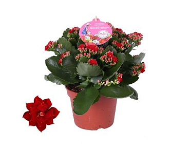 Kal Red Gardenlina