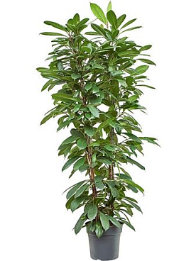 Ficus Cyathistipula 2pp