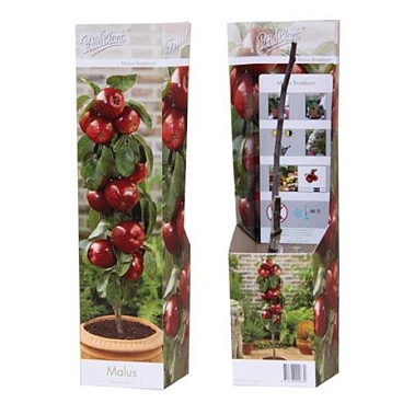 Malus Dom Braeburn