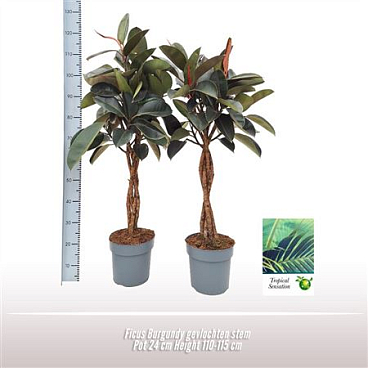 Ficus El Burgundy Twisted Stem