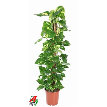 Epipremnum Pinnatum Mosspole