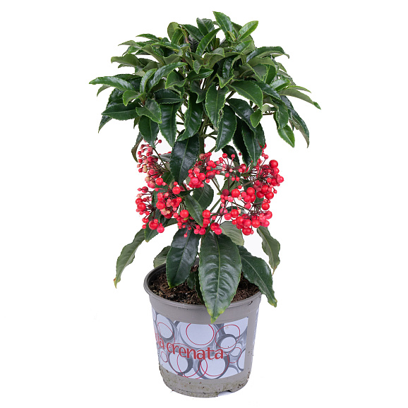 Ардизия красная