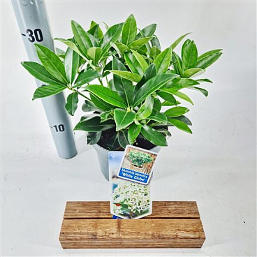 Skimmia Jap White Globe