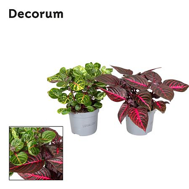 Iresine Herbstii Mix (decorum)