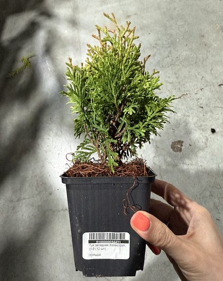 Туя западная Холмструп