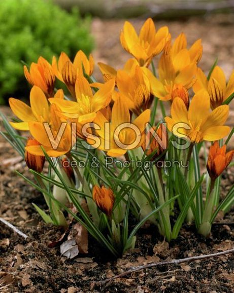 Крокус ботанический Оранж Монарх