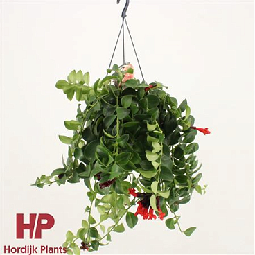 Aeschynanthus Mona Lisa Hanging Pot