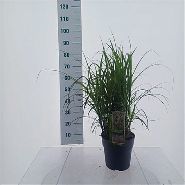 Miscanthus Sin Dronning Ingrid