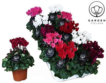 Cyclamen Garden Mix