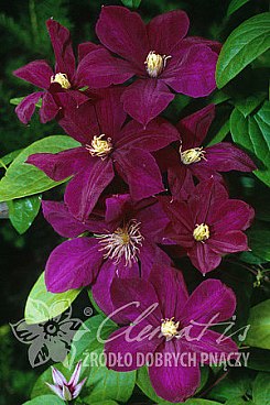 Клематис гибридный Монте Кассино