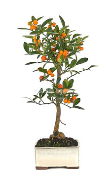 Bonsai Outdoor Citrus Kinzu Traditional