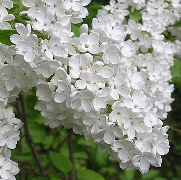 Сирень обыкновенная Маленький Принц в тубе