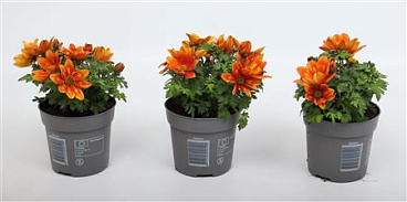 Bidens Taka Tuka Orange Yellow Brush