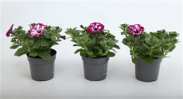 Petunia Royal Sky