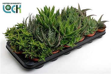 Aloe Mix In Showbox