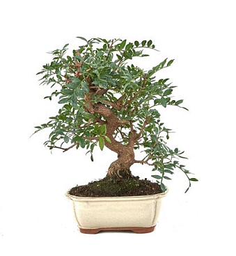 Bonsai Pistacia Lentiscus S-shape