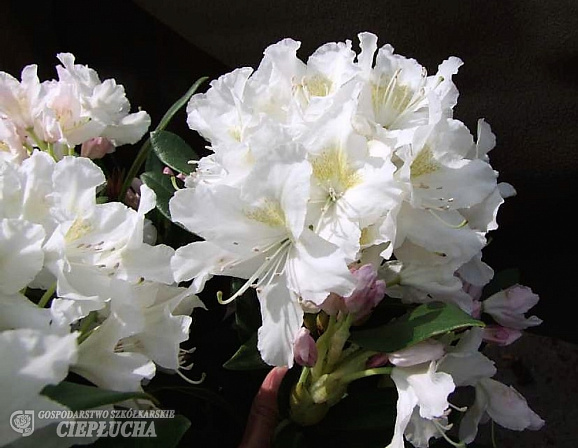 Рододендрон гибридный Каннингемс Уайт