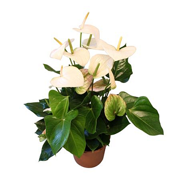 Anth An Aloha White 6+