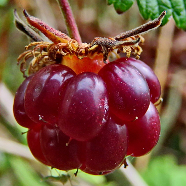 Княженика обыкновенная Линда | Оптовая цветочная компания «Флора Групп» Княженика обыкновенная Линда