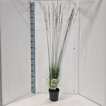 Molinia Caerulea Heidebraut