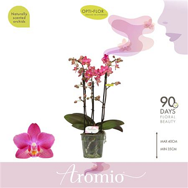 Phal Aromio 3st Floral 25+