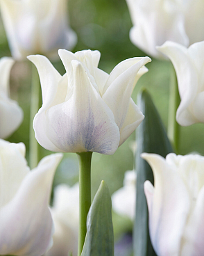 Тюльпан триумф Уайт Либерстар