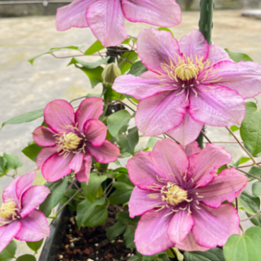 Клематис гибридный Парадисо