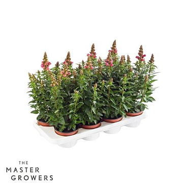 Antirrhinum Majus Orange