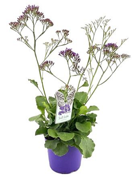 Limonium Salt Lake.