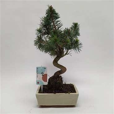 Pinus Sylvestris Bonsai 'traditional'