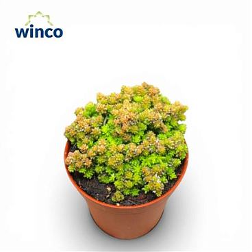 Monanthes Muralis